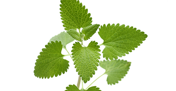 Nepeta cataria Nepeta cataria