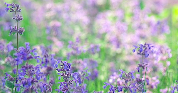 Nepeta cataria Nepeta cataria