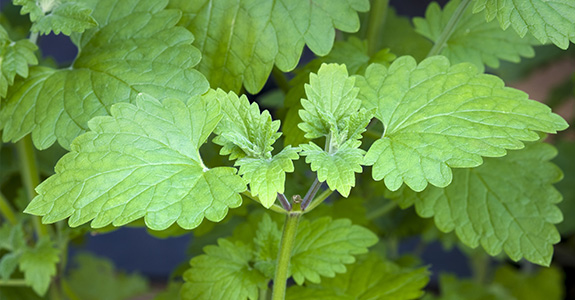 Nepeta cataria Nepeta cataria