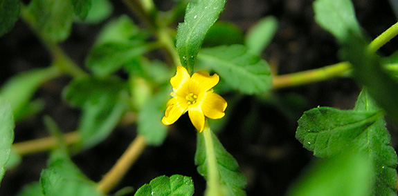 Damiana Damiana