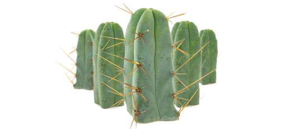 Cactus Der Vier Winde Cactus der vier Winde