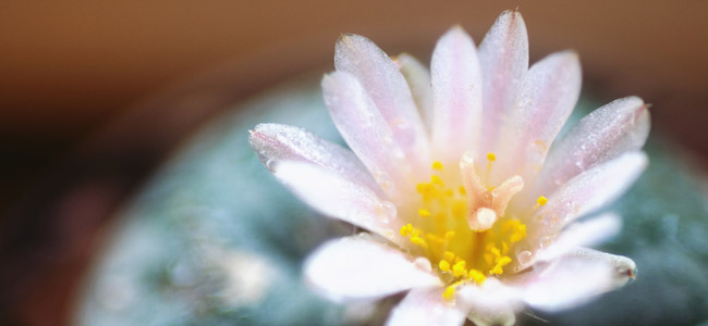 Peyote mescaline cactus Peyote mescaline cactus
