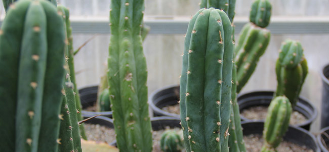 San Pedro Mescaline Cactus San Pedro Mescaline Cactus