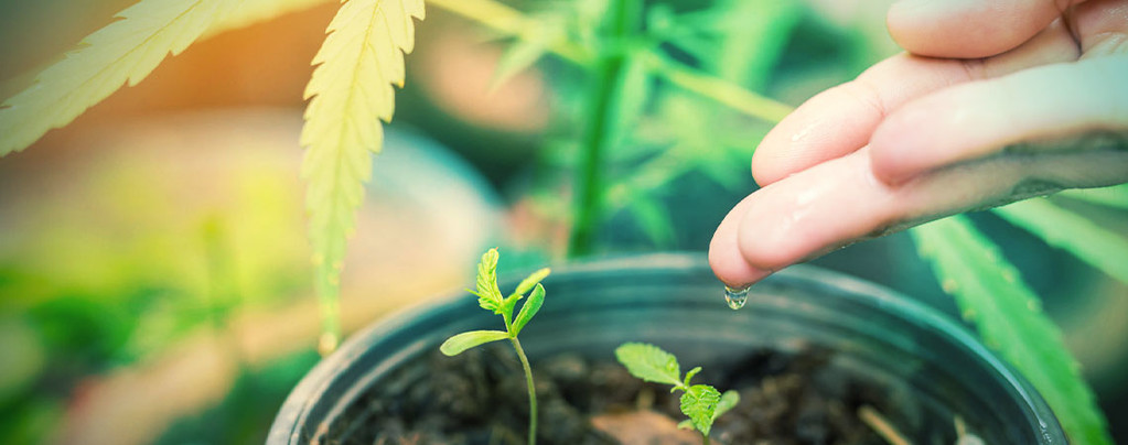 Beste Wasser Für Cannabispflanzen
