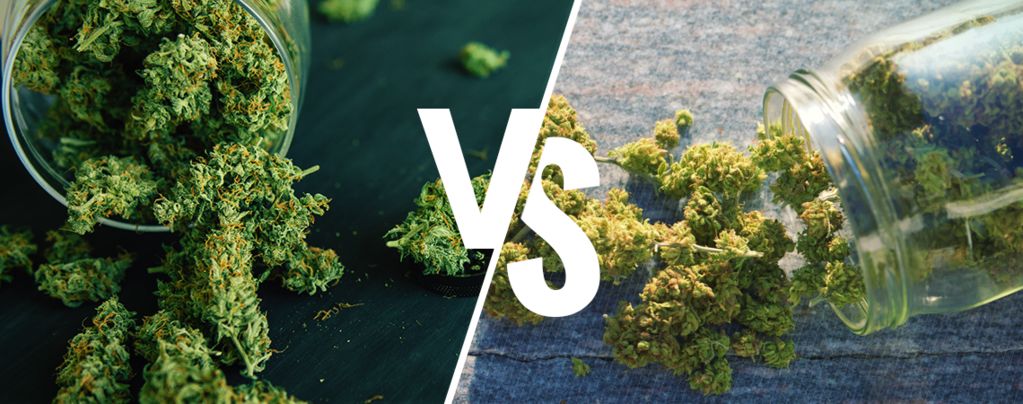 Indoor- Und Outdoor-Gras Im Vergleich: Was Ist Besser?
