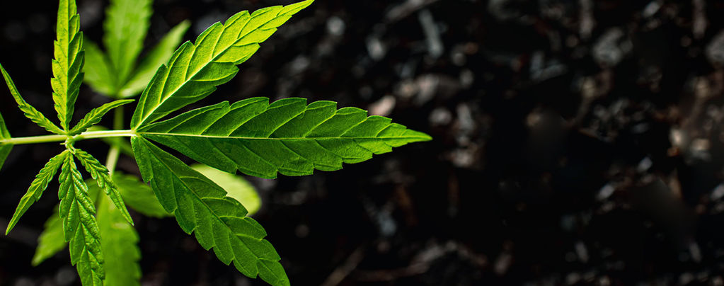 Wie Man Humin- Und Fulvinsäure Bei Cannabispflanzen Anwendet