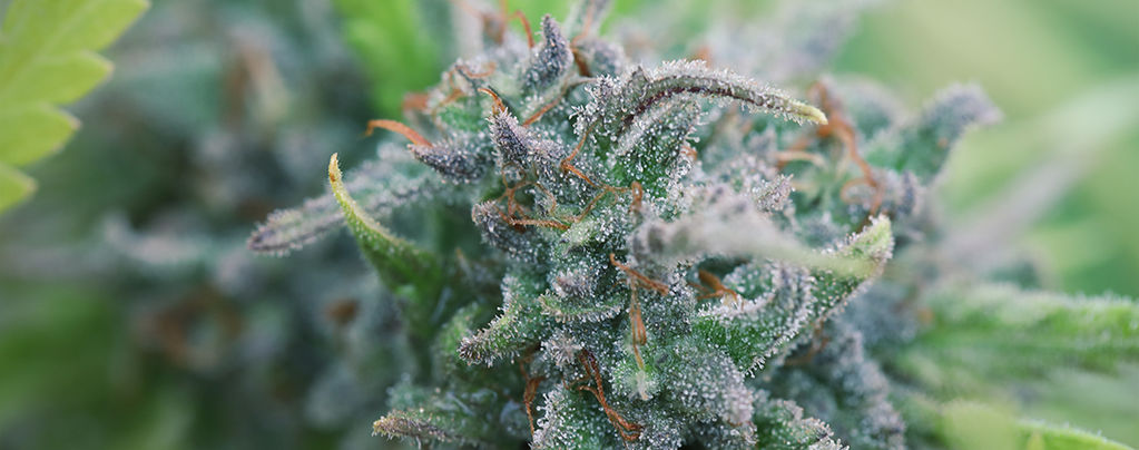 Biologischen Cannabisanbau