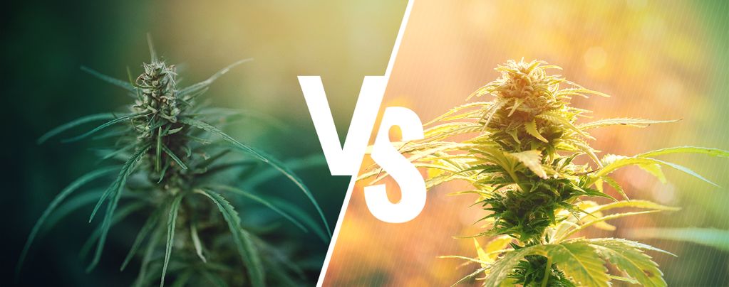 Was ist der Unterschied zwischen Cannabis und Hanf