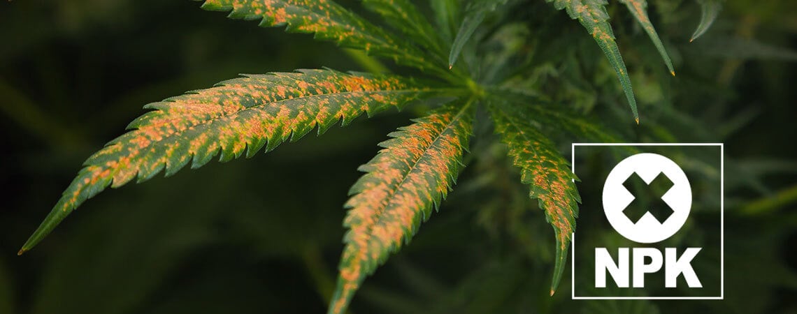 Wie Man Eine Cannabis-Nährstoffsperre Erkennt Und Behandelt
