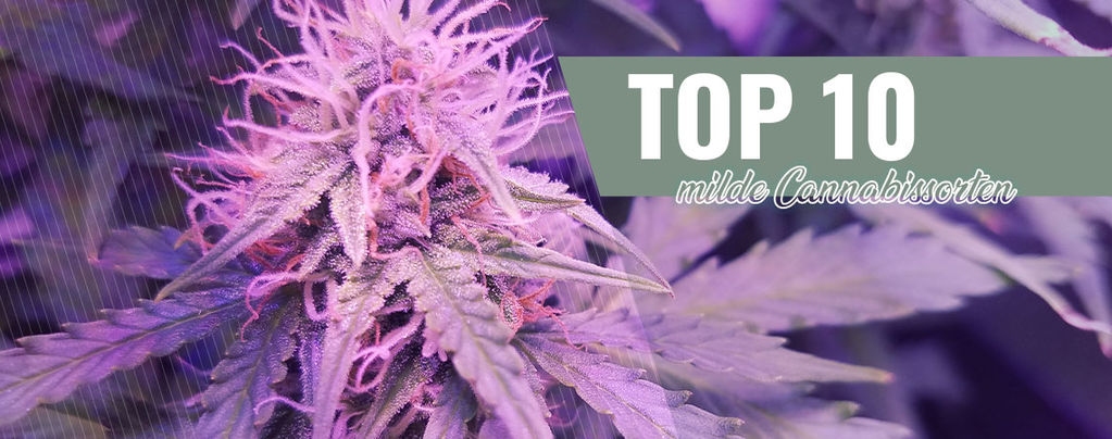 Top 10 Milde Cannabissorten