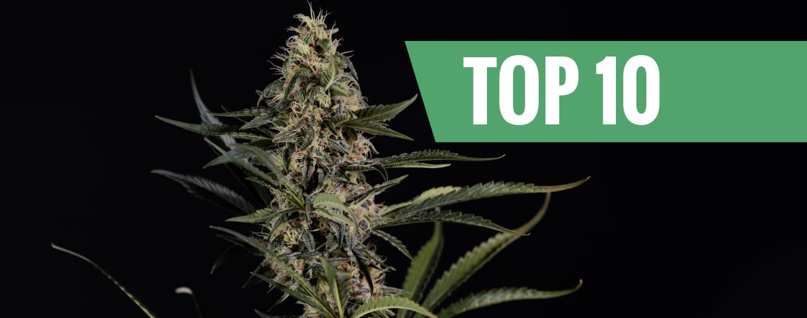 Die Top 10 Der Stärksten Und Wirksamsten Cannabis Sorten