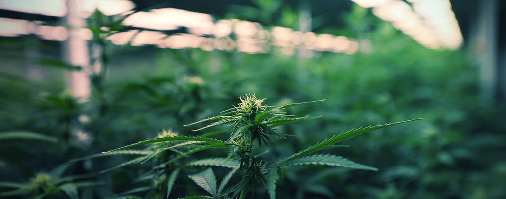 Einsatz Von LED-Grow-Lampen Zur Maximierung Des Cannabisertrags