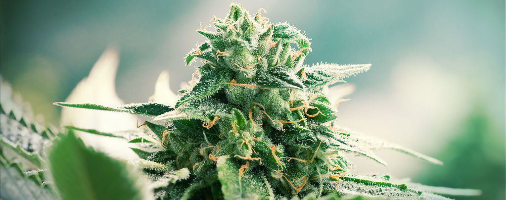 Die Ursprünge Der Haze (+ Beliebten Haze Sorten) Zamnesia Blog