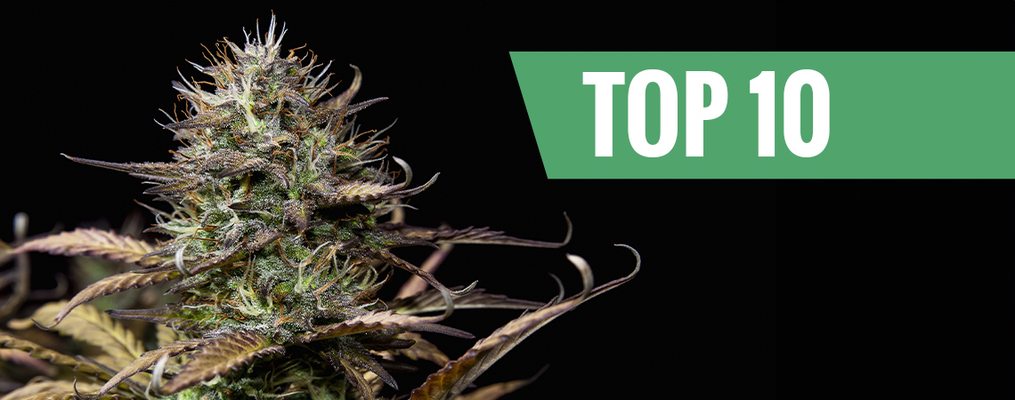 Top 10 Autoflowering Cannabissamen