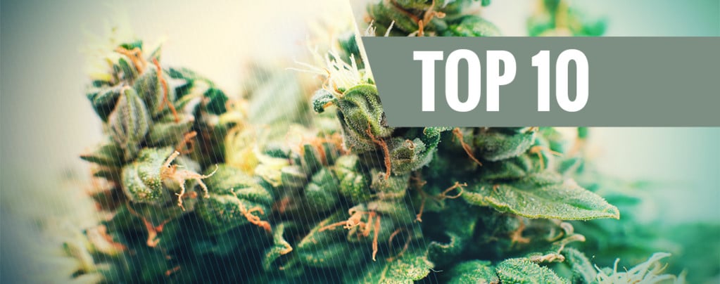 Top 10 Autoflowering Cannabissamen