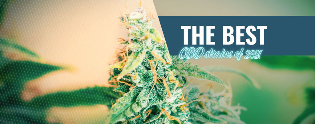 CBD-Sorten Für Den Anbau Zu Hause