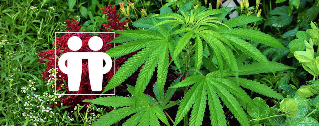 Deine Cannabispflanzen Fördern Und Schützen
