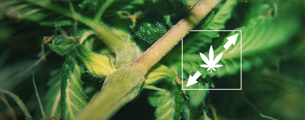 Strecken Cannabispflanzen