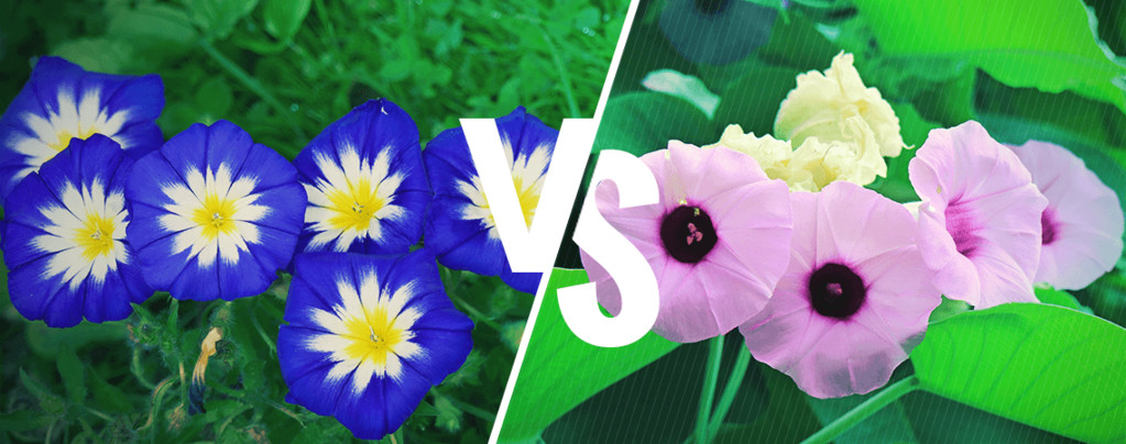 Prunkwinde Vs. Hawaiianische Holzrose