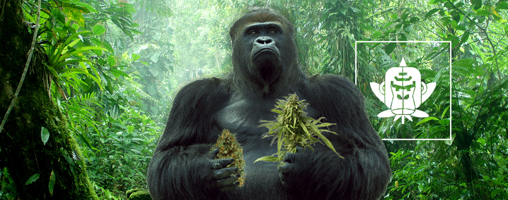 Gorilla Glue Cannabissorten
