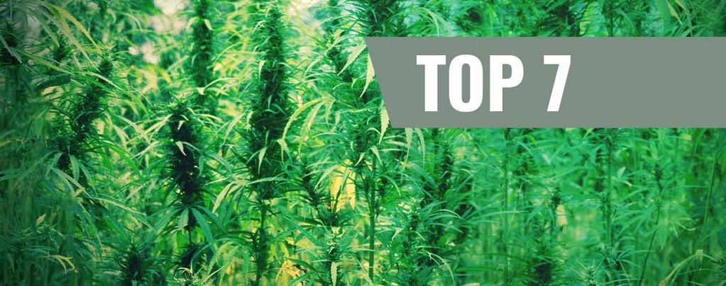 Top 7 Besten Cannabissorten Und Ihre Schöpfer