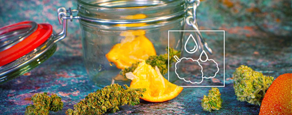 Wie Du Deine Ausgetrockneten Cannabisblüten Rehydrierst