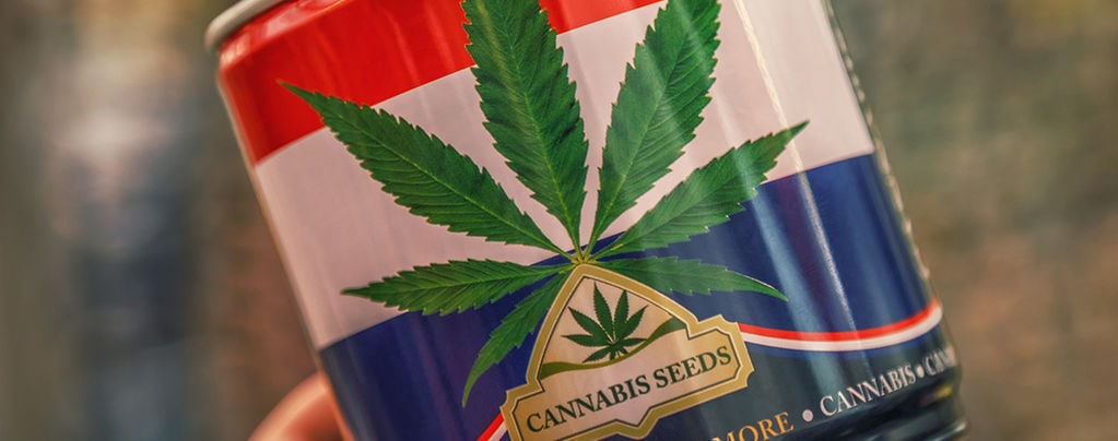 Nederwiet! Alles Über Niederländische Weed Und Die Top 3 Der dort erschaffenen Cannabissorten