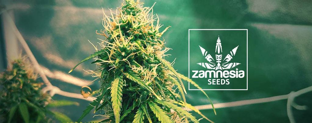 Girl Scout Cookies (Zamnesia Seeds) Feminisiert