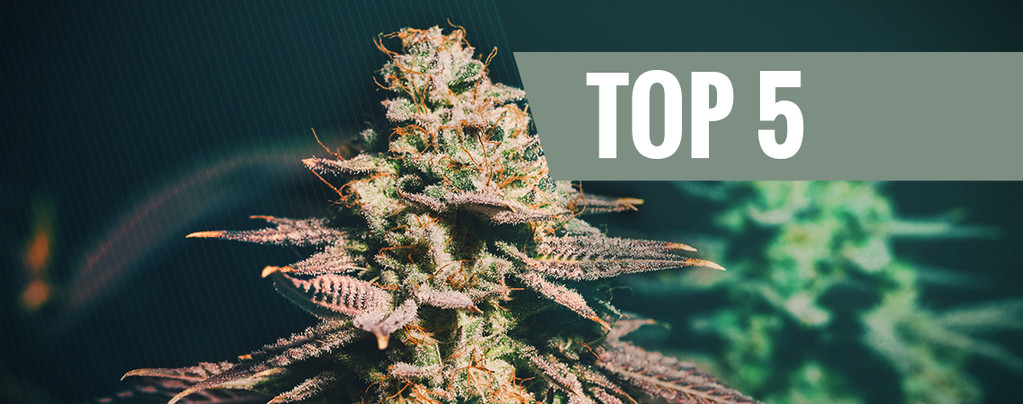 Top 5 Cannabissorten Für Einen Verspäteten Anbau