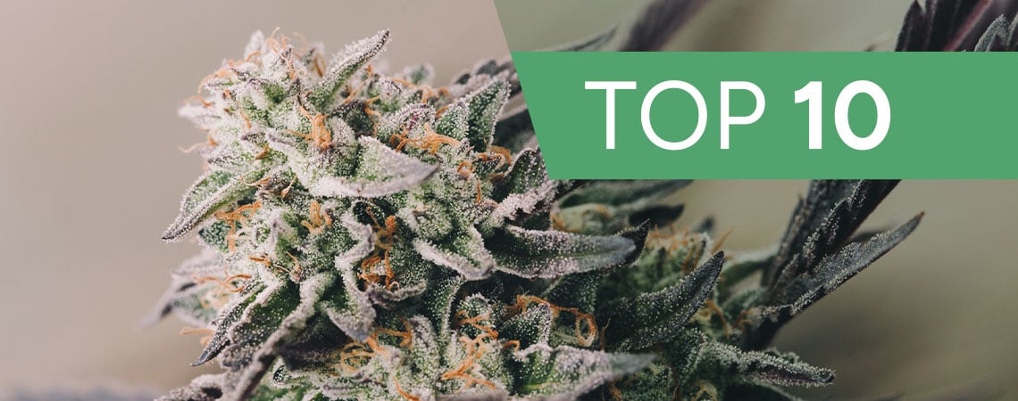 Die Top 10 Am Schnellsten Wachsenden Cannabissorten 2024