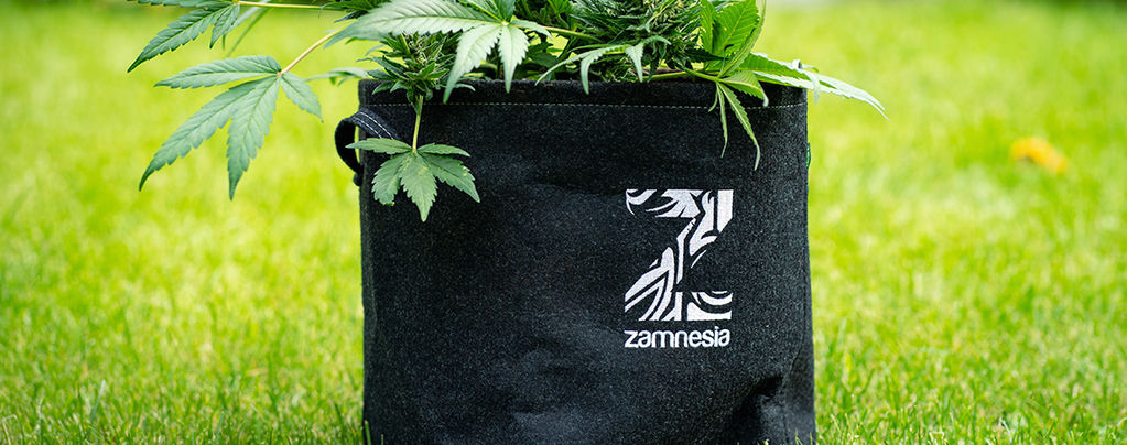 Was Sind Smart Pots Und Wie Kann Man Sie Selbst Machen?