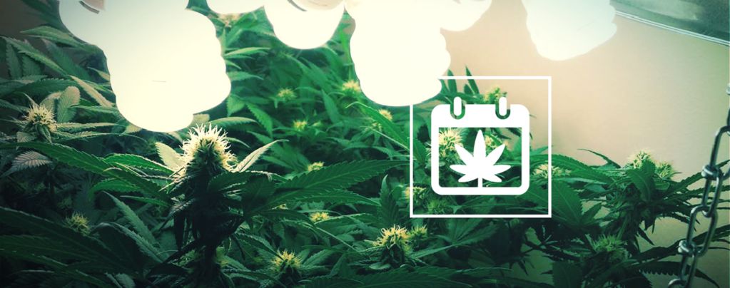 Fortlaufendes Ernten: Wie Man Das Ganze Jahr Über Cannabis Erntet