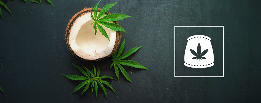 Kokosnusswasser Als Biologischen Cannabisdünger Verwenden