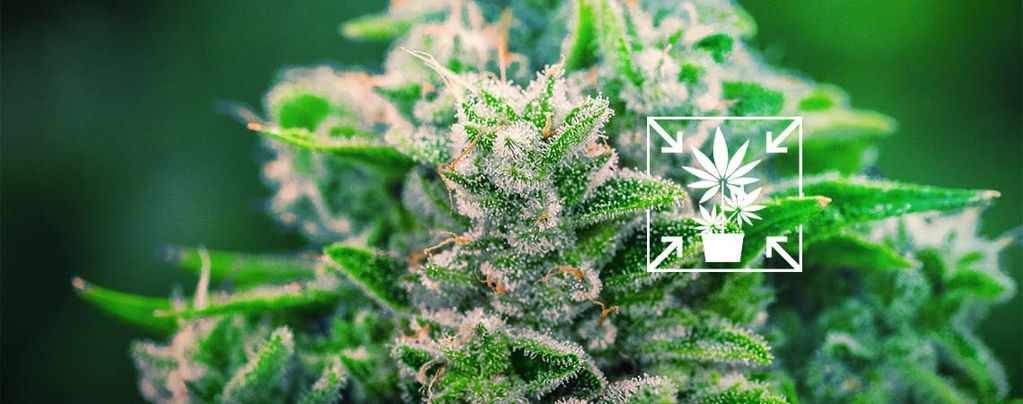 Wie Man Kurze Und Kompakte Cannabispflanzen Anbaut