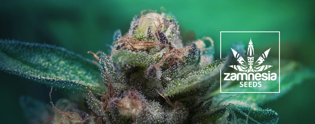 Auto Purple CousKush (Zamnesia Seeds) feminisiert