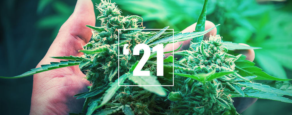 Die Besten Cannabissorten Für Das Jahr 2024