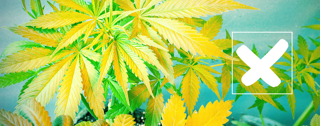 Gelbe Cannabisblätter