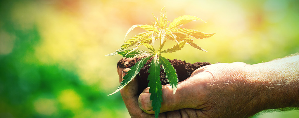 Was Du Vor Dem Anbau Von Cannabis Wissen Solltest