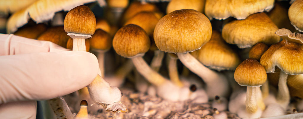 Anleitung Für Die Ernte Von Magic Mushrooms