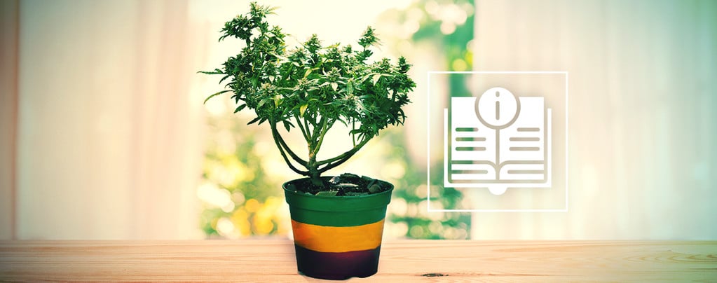 Alles, Was Du Über Bonsai-Cannabispflanzen Wissen Musst