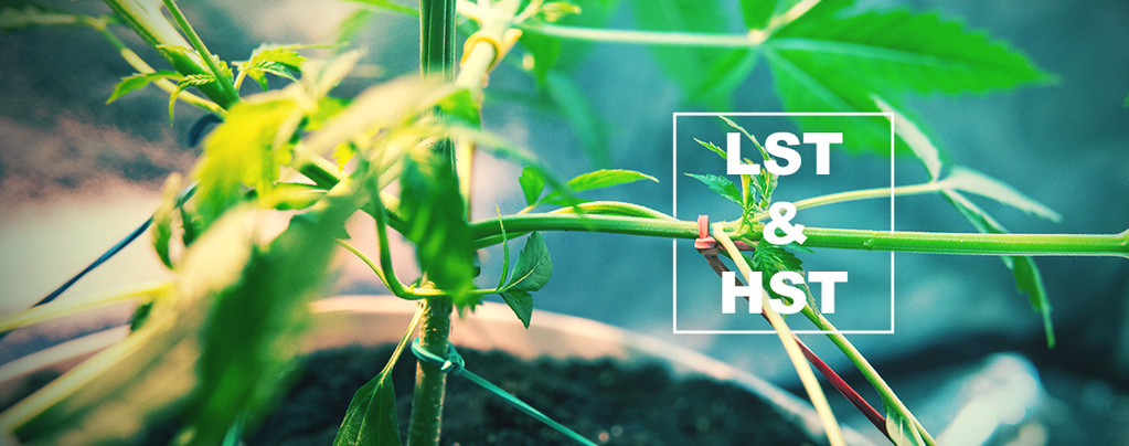 HST Und LST Techniken Für Das Trainieren Deiner Cannabispflanzen