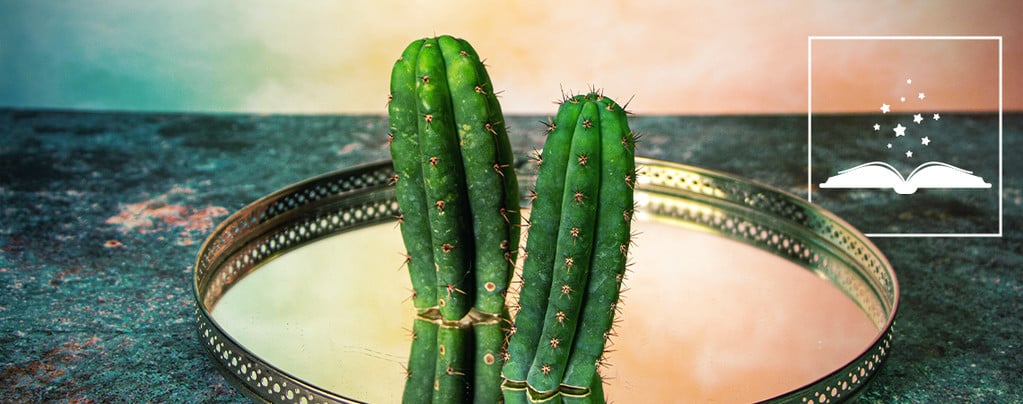 5 Mythen Über Den San Pedro Kaktus Entlarvt