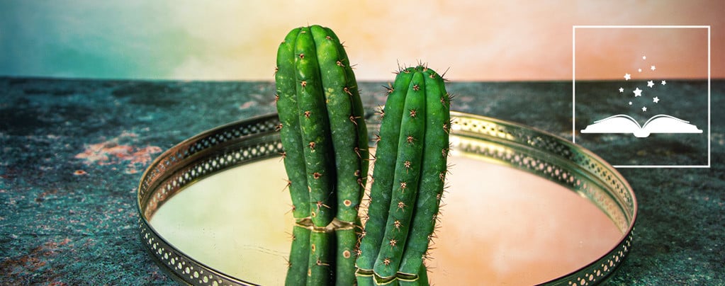 San Pedro (Echinopsis pachanoi)