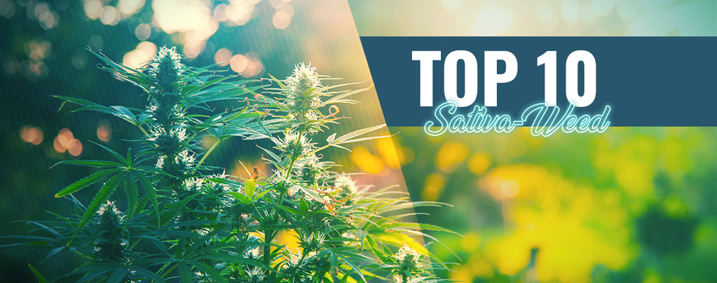 Die Top 10 Des Besten Sativa-Weeds In Amsterdam
