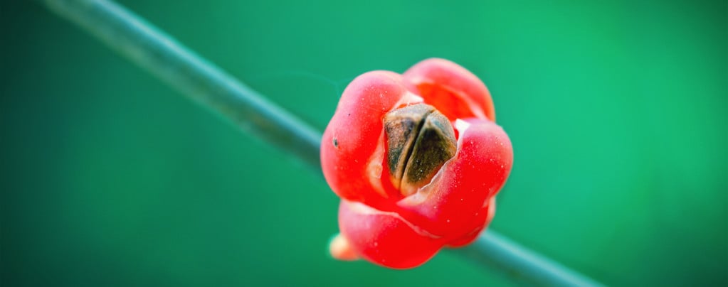 Chinesisches Meerträubel (Ephedra sinica) 20 Samen