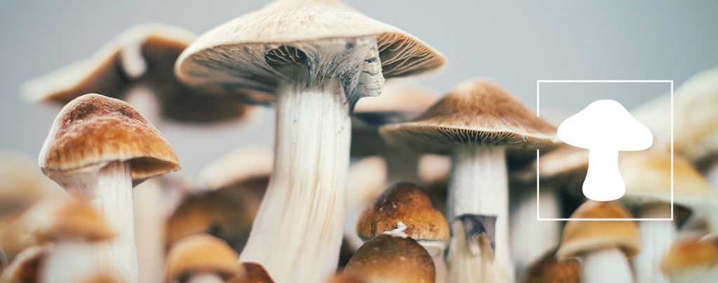 Wie Man Magic Mushrooms Drinnen Anbaut