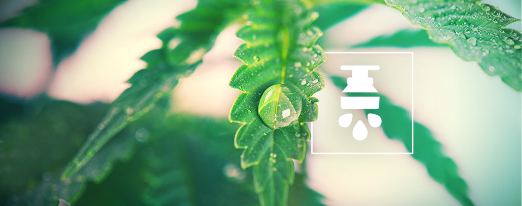 Die Vorteile Eines Bewässerungssystems Für Cannabis