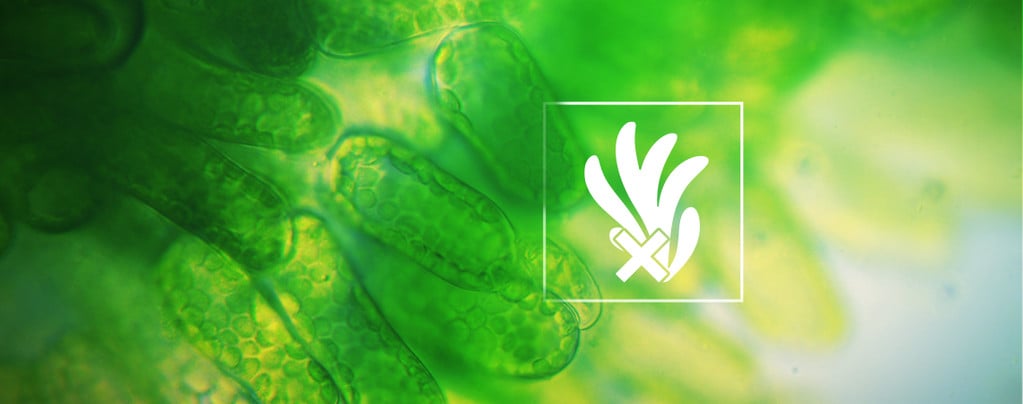 Beseitige Und Verhindere Algen Beim Anbau Von Cannabis In Hydrokultur
