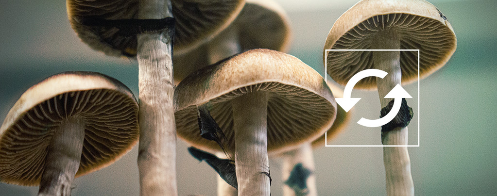 Magic Mushrooms Zuchtset Mehrere Schübe Ernten