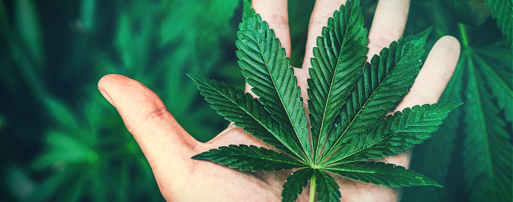 Macht Cannabis Süchtig?